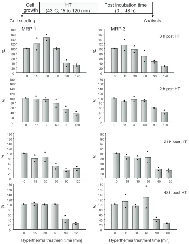 Figure 1 Hyperthermia treatment times influence MRP protein expression and corresponding effects remain unchanged up to 48 hours thereafter.Notes: After exposure to 43°C (0 to 120 minutes), BT474 cells were allowed to recover for defined periods in time (0