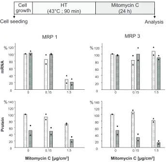 Figure 4 depicts the presence of MRP mRNA and protein immediately after finalization of the sequential exposure of 