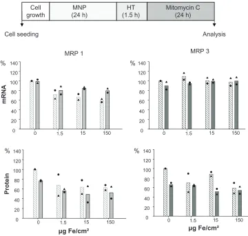 Figure 4 MRP 1 and 3 expression pattern after combining treatment of cells with MNP, hyperthermia, and mitomycin C: a decrease in MRP 1 mRNA as well as MRP1 and MRP 3 protein expression takes place.Notes: After exposure to magnetic nanoparticles (up to 150