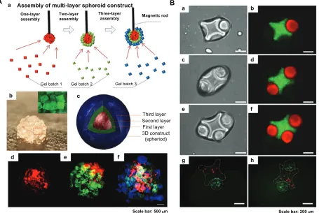 Figure 7 Magnetic and surface tension assembly of microgels. (A) (a) Schematic of magnetic assembly of microgels; (b) magnified image of the assembled single-layer construct (scale bar 500 µm); (c and f) merged fluorescent images of three-layer spheroids; 