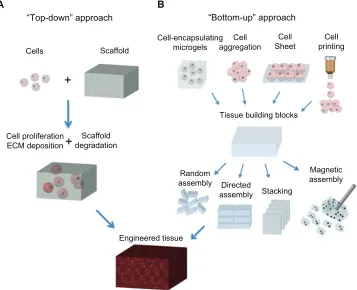 Figure 1 Schematic of “top-down” and “bottom-up” approaches for tissue engineering. (A) In the top-down approach, cells are seeded on a biocompatible and biodegradable scaffold and are expected to populate in the scaffold and create their own extracellular