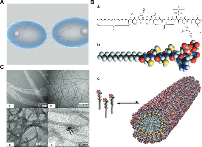 Figure 4 Self-assembly method for fabrication of three-dimensional scaffolds. (A) Schematic representation of filamentous nanostructures surrounding cells for signaling events.53 (B) (a) Chemical structure and (b) molecular model of peptide amphiphiles