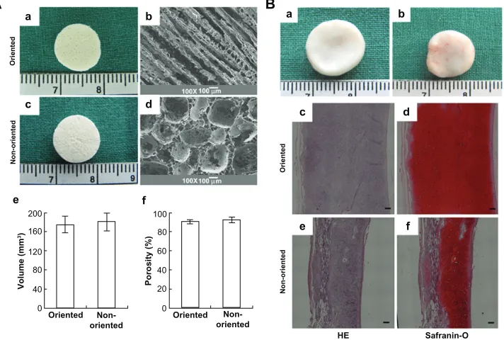 Figure 5 Three-dimensional biomimetic scaffolds for cartilage tissue engineering.68 (A) Actual and scanning electron micrographs of oriented (a and b) and nonoriented scaffolds (c and d) showing the volume and porosity of each scaffold (e and f)