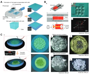 Figure 6 Fabrication and assembly process for microgels via railed microfluidic and acoustic field