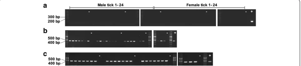 Fig. 1 Detection of T. parva DNA by nested p104 PCR in Marikebuni infected calf C-1445 (a) and Muguga infected calf C-1448 (b)