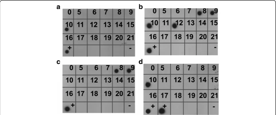 Fig. 5 Detection of T. parva DNA by p104 nested PCR in 20 tick Marikebuni calf C-1470 (a), 200 tick Marikebuni calf C-1471 (b), 20 tick Mugugacalf C-1472 (c) and 200 tick Muguga calf C-1473 (d)
