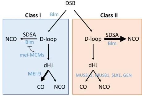 Figure 1.1. Two pathway DSB repair model. A DSB can repaired by Blm directing repair  down the Class I pathway in which a D-loop is preferentially directed into becoming a dHJ  by the mei-MCM complex, and dHJs are resolved by MEI-9 into COs