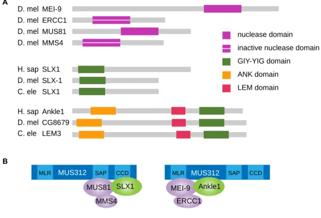 Figure 2.1. Nucleases and Ankle1 Model. (A) Schematic of domains within nucleases that  assemble into complexes as shown in (B)