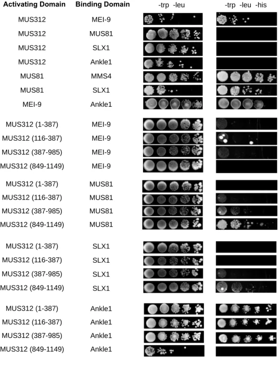Figure 2.2. Yeast Two-Hybrid with proposed components of nuclease complexes. 