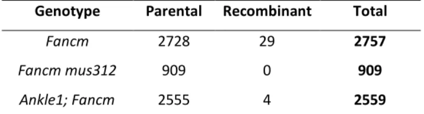 Table 2.3. Mitotic crossovers in Ankle1. Mitotic crossovers scored as in Materials and  Methods