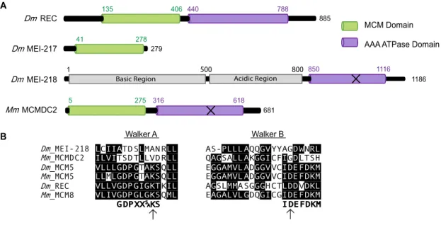 Figure 3.1. MCM protein structure and alignments. (A) Structural domains of Drosophila  melanogaster REC, MEI-217, MEI-218 and Mus musculus MCMDC2