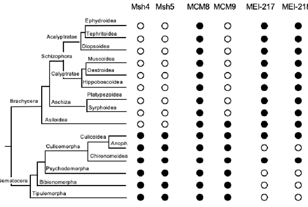 Figure 3.2. Occurrence of Msh4, Msh5, MCM8, MCM9, MEI-217, and MEI-218 in Diptera. 