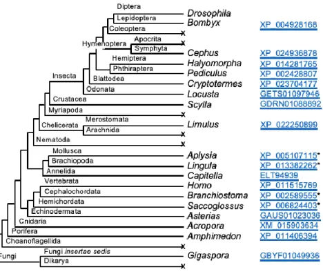 Figure 3.3. Structures of MEI-217 and MEI-218 in Diptera. (A) The dendrogram is the  same as in Figure S1, with additional species to illustrate the variation in domain 