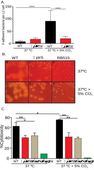 Figure 2.1.  PlrS is required for Bvg-dependent phenotypes in 5% CO 2  growth conditions