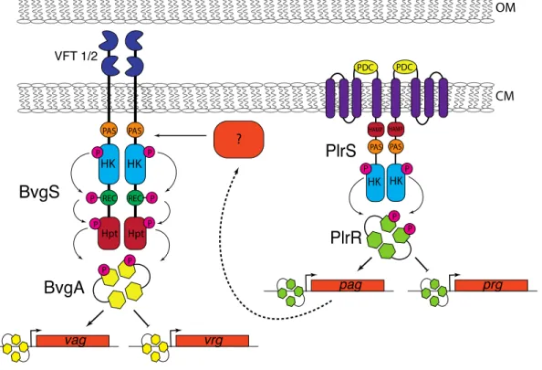 Figure 2.6. PlrSR and BvgAS work in tandem to regulate gene expression required for  Bordetella persistence in the lower respiratory tract