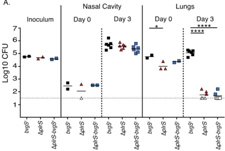 Figure 2.S6. A constitutively-active bvgS mutation does not prevent rapid clearance of a  ΔplrS strain in the lower respiratory tract