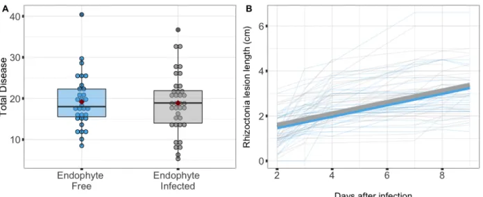 Figure 3.1: In Experiment 1, E. coenophiala had no effect on disease caused by R. solani