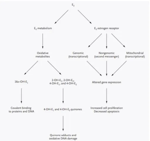 Figure 1.1. Two separate but complementary pathways responsible for estrogen’s carcinogenicity  within the breast