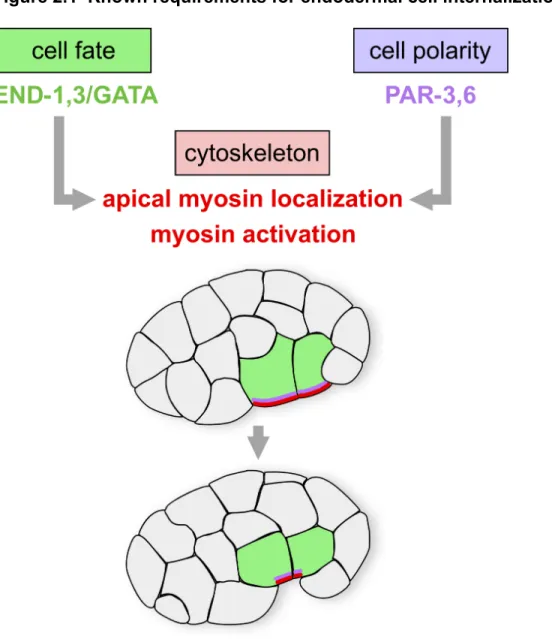 Figure 2.1  Known requirements for endodermal cell internalization 