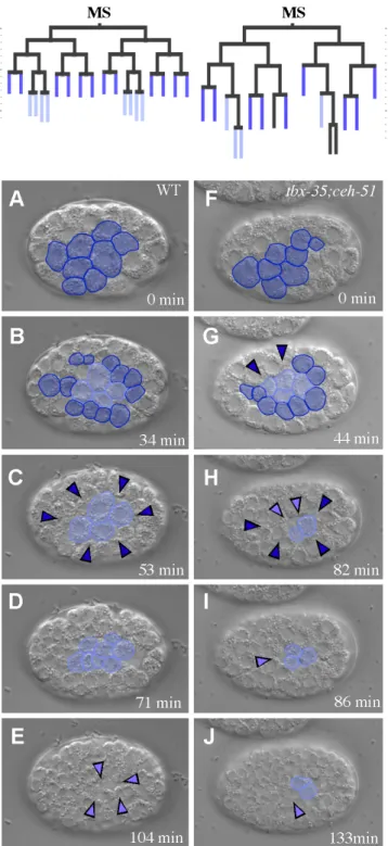 Figure  2.3  MS  descendants  use  distinct  fate  regulators  to  control  internalization 