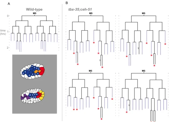 Figure  2.4.  Lineage  and  internalization  timing  in  individual  tbx-35;ceh-51  mutant embryos