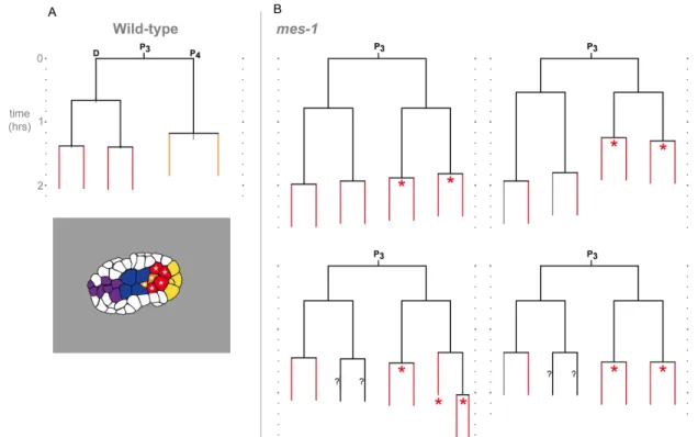 Figure  2.6.  Lineage  and  internalization  timing  in  individual  mes-1  mutant  embryos