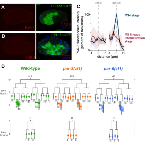 Figure 2.7  PAR proteins are not required for timely internalization of MS and D  lineage cells 