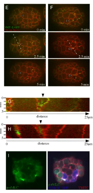 Figure 2.8  Internalizing mesodermal and germ line precursor cells accumulate  myosin at their apical surfaces  