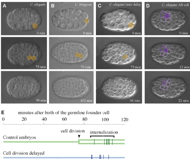 Figure 2.9  Cells generally move in as sister pairs but this is not required for  efficient internalization 
