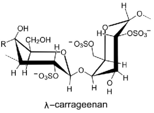 Figure 1.4: Chemical structure of λ-carrageenan. A representative chemical structure  drawing of a single molecule in a polymer chain of the algal-derived sulfonated 