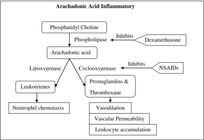 Figure 1.5: Diagram of the arachadonic acid inflammatory pathways. A bifurcation in  the pathway explains the differences between dexamethasone anti-inflammatory 