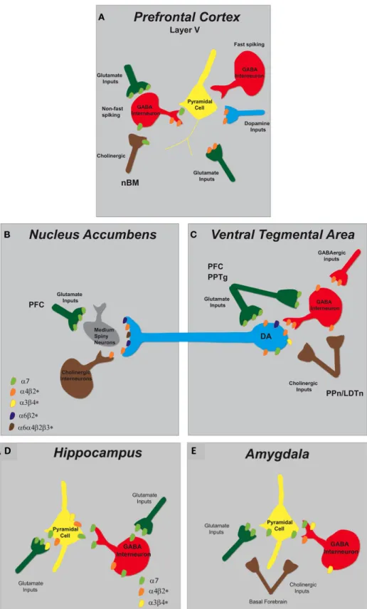 FIGURE 2 | Schematic representation of nAChR subtypes and circuit function in the mesolimbic dopaminergic system