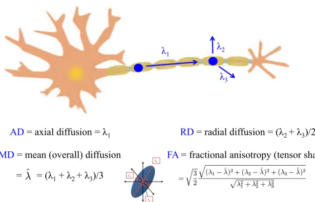 Figure 1.4: Measurements of diffusion used in DTI analysis. Diffusion parameters for DTI analysis are calculated from the first three primary eigenvalues (λ1, λ2, λ3)