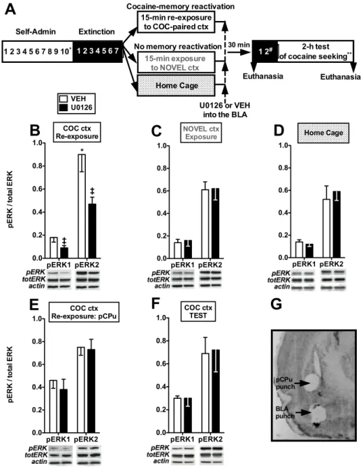 Fig.  1.3      U0126  in  the  BLA  reduces  ERK1  and  ERK2  phosphorylation  in  a  transient  and  reactivation-dependent  manner