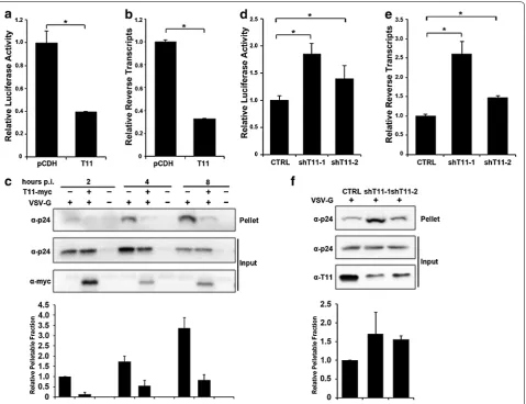 Fig. 2 TRIM11 accelerates HIV-1 uncoating during infection. ml (p24a, b HEK293 cells stably expressing TRIM11-HA and pCDH were infected with 50 ng/gag) HIV-1 and viral transduction was assessed at 24 h post infection by luciferase activity (a) and late rev