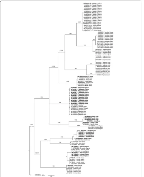 Fig. 1 Bayesian inference (BI) tree (number above branches represent BI posterior probabilities and bootstrap support from a maximum likelihood(ML) analysis as BI/ML)