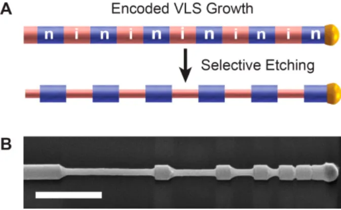Figure 3.1: Synthesis of Si NWs with encoded morphology. (A) Schematic illustration of NW growth including rapid modulation of P dopant incorporation to form heavily-doped n-type (n) and undoped intrinsic (i) segments that are selectively etched using wet-