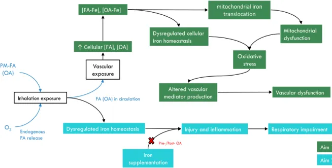 Figure 1.7. Summary of experiments and proposed mechanisms of this project