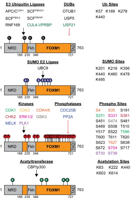 Figure 1.2 FOXM1 post-translational modification landscape. A graphical overview of the known proteins and  sites which post-translationally modify FOXM1