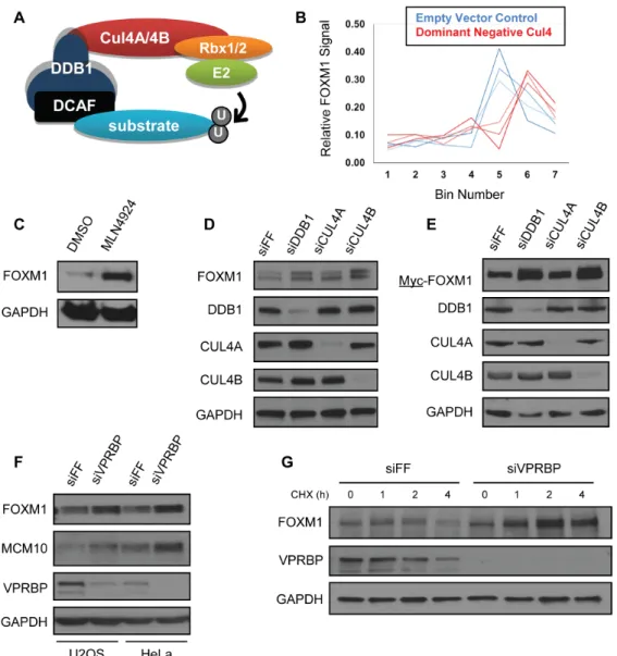 Figure 2.1 FOXM1 is regulated by CUL4, DDB1 and VPRBP. A. Illustration of CRL4 complex