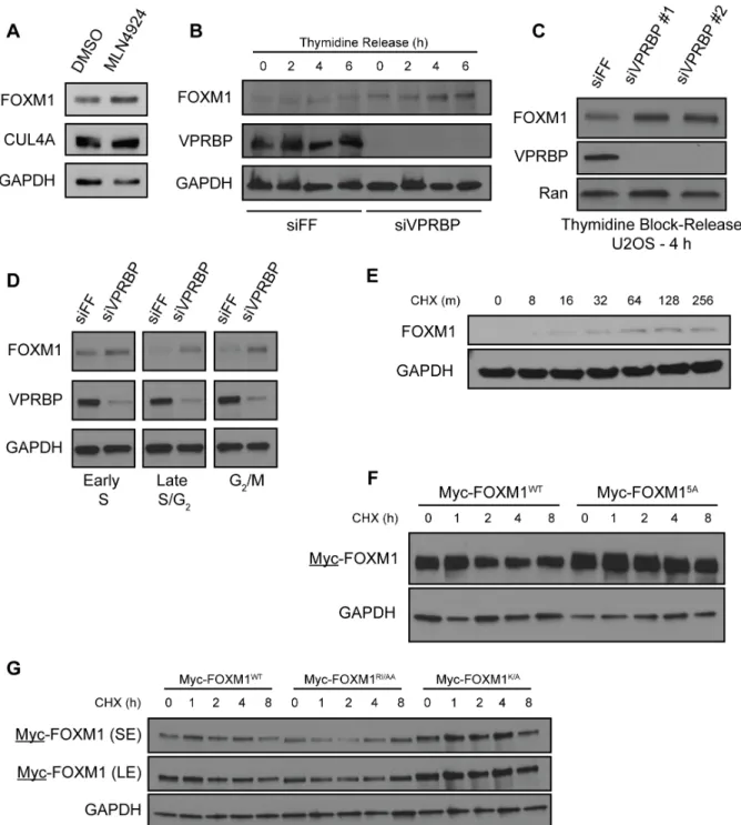 Figure 2.2 FOXM1 is regulated by VPRBP. A. 293T cells treated with MLN4924 and analyzed by IB