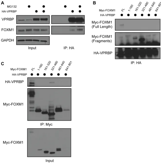 Figure 2.4 Examining the FOXM1-VPRBP interaction. A. HA-VPRBP and Myc-FOXM1 were transiently  expressed in 293T cells
