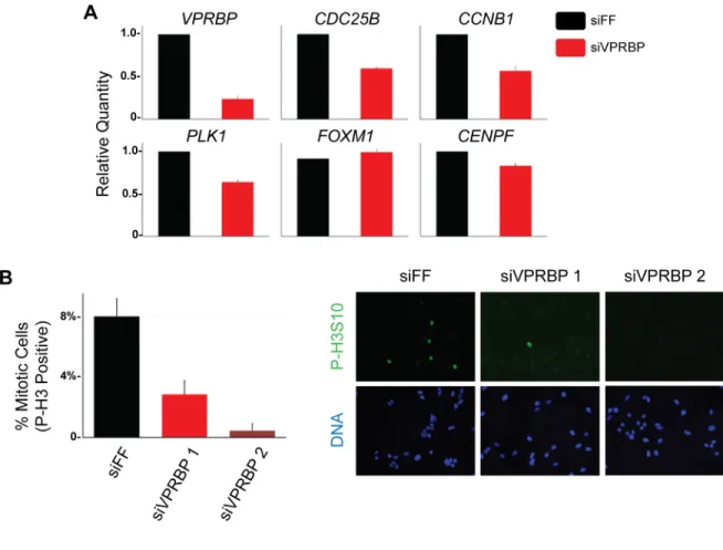 Figure 2.7 VPRBP depletion reduces FOXM1 target gene expression and the number of mitotic cells