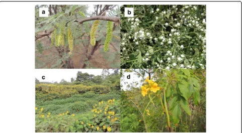 Fig. 1 Invasive plant species in Africa known to be attractive to malaria vectors includedidymobotrya Prosopis juliflora (a), Parthenium hysterophorus (b), Senna (c), and Tecoma stans (d)