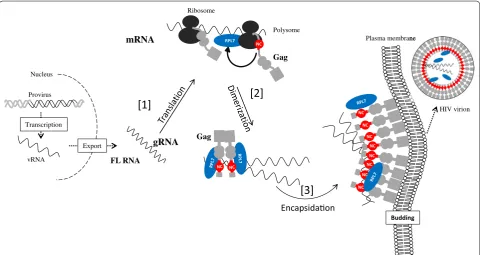 Fig. 7 Proposed model for Gag mediated recruitment of RPL7 during HIV replication. Part of the late phase of HIV‑1 replication is summarized in three steps, translation [1], dimerization of FL RNA [2] and its encapsidation [3]