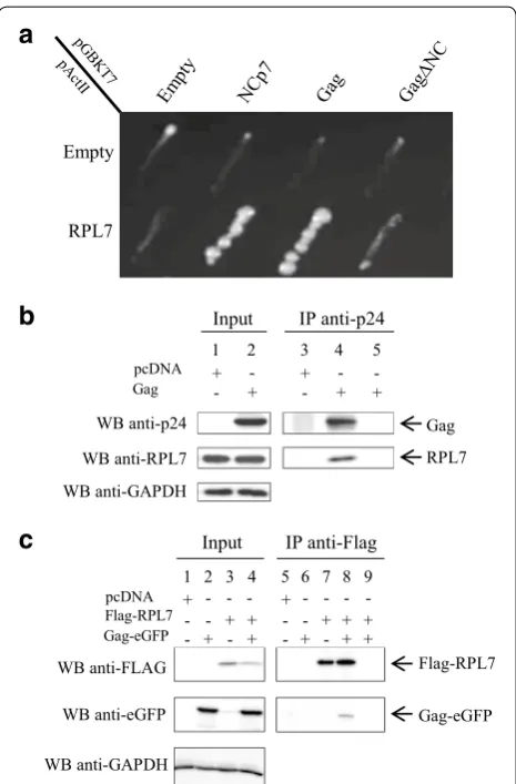 Fig. 1 HIV‑1 Gag interacts with human ribosomal protein RPL7. performed with 1.5 mg of total protein with a mouse anti‑Flag anti‑body