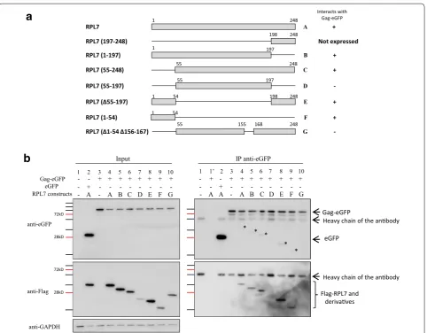 Fig. 5 Mapping of the Gag interaction domains in RPL7. a Scheme of Flag–RPL7 and its mutants: Flag–RPL7 mutants used in the present study are presented with a grey rectangle (RPL7 sequence conserved in the constructs) and with a black line (RPL7 sequence d