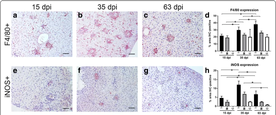 Fig. 2 Distribution (total numbers and percentages) of hepatic granulomas induced by Leishmania donovani divided into category 1 (immature),category 2 (mature) and category 3 (clear) at three different time points (15 dpi, 35 dpi and 63 dpi)