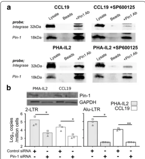 Fig. 3 Role of Pin1 in HIV integration in CCL19-treated resting CD4T cells. Resting CD4activated and CCL19-treated resting CD4with Pin1-specific or scrambled control siRNA, infected 2 days later with HIV, and 5 h later examined for Pin1 expression by immun