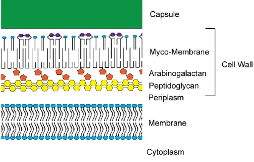 Figure 1.2. Cellular structure of M. tuberculosis. M. tuberculosis is an acid-fast organism with an  cytoplasmic membrane consisting of a phospholipid bilayer (represented in blue) surrounded by a layer of  peptidoglycan (yellow)
